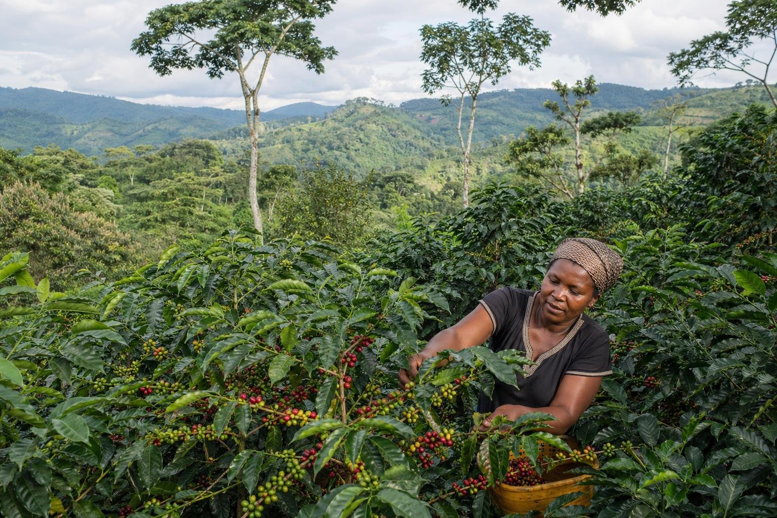 découvrez le processus complet de la culture du café, de la graine à la récolte, en explorant chaque étape essentielle pour obtenir des grains de qualité.