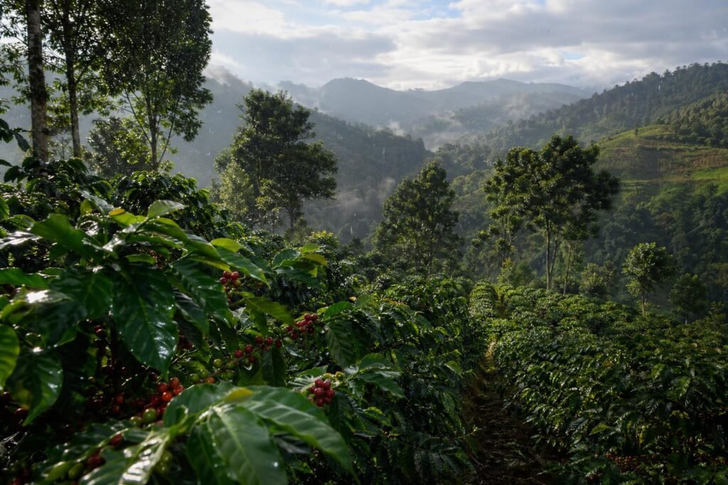 découvrez quel type de climat est idéal pour produire un café de qualité, en explorant les conditions météorologiques qui influencent la culture des grains.