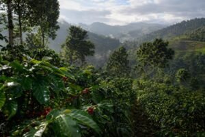 découvrez quel type de climat est idéal pour produire un café de qualité, en explorant les conditions météorologiques qui influencent la culture des grains.