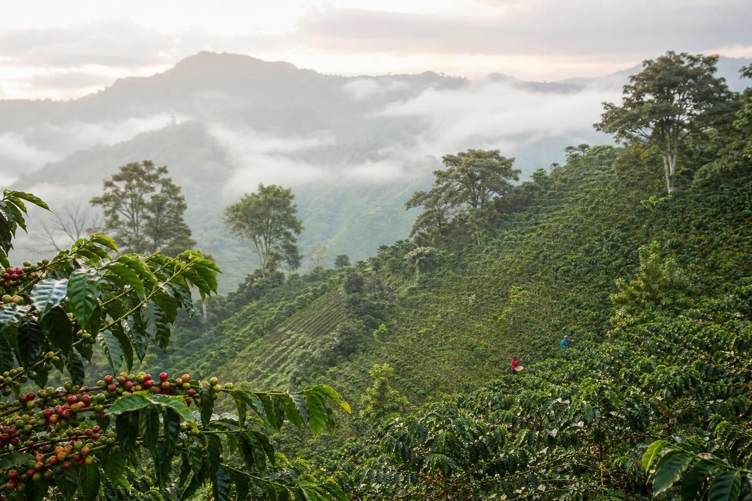 découvrez pourquoi le café blue mountain de jamaïque justifie son prix élevé grâce à sa qualité exceptionnelle, son goût unique et son origine prestigieuse.