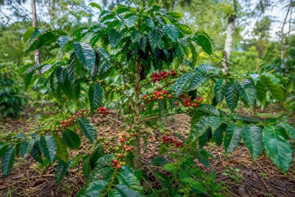 découvrez sur quoi pousse le café et apprenez tout sur le caféier, l'arbre à l'origine de vos grains de café préférés.