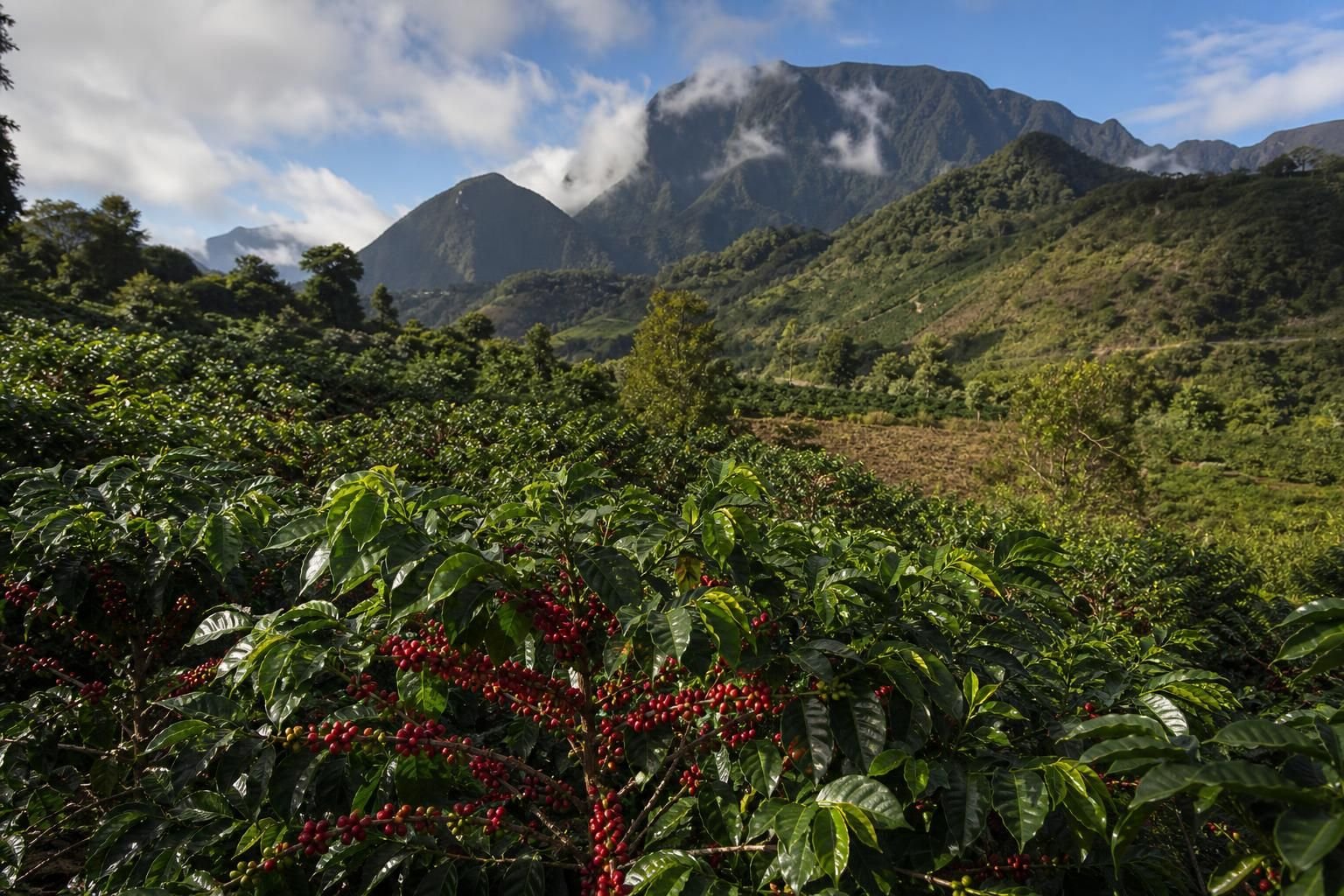 découvrez si les plantations de café existent en france et comment le café produit localement s'intègre dans le paysage agricole français.